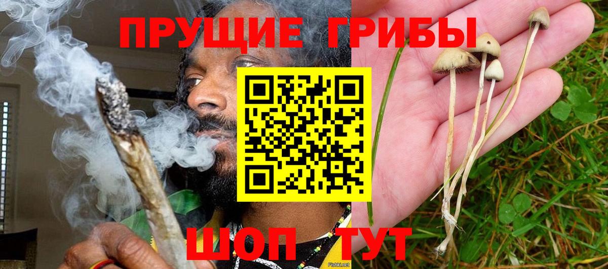 Галлюциногенные грибы Psilocybine cubensis Рязань